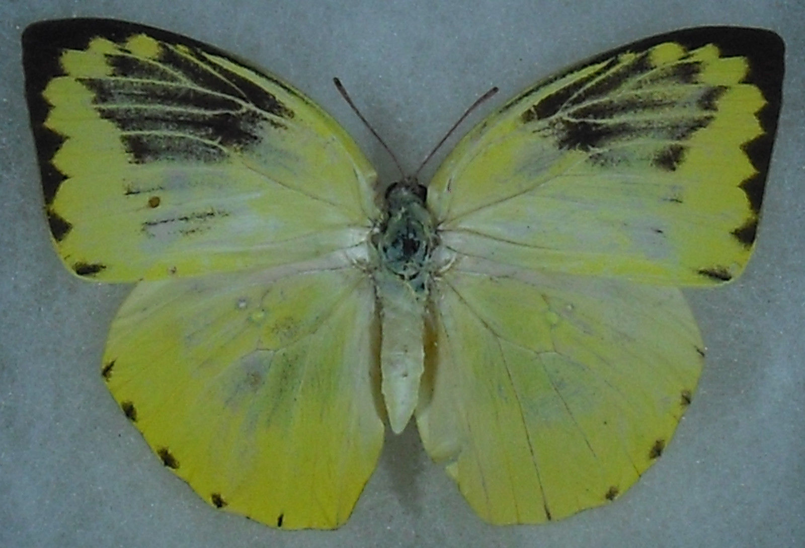 Catopsilia pomona female (Black Aberration) (Internet Image property of respective owner, non-commercial use only)